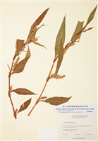 藏品(早苗蓼)的圖片